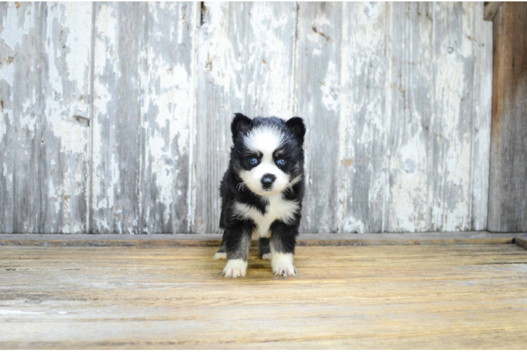 Playful Mini Husky Designer Puppy