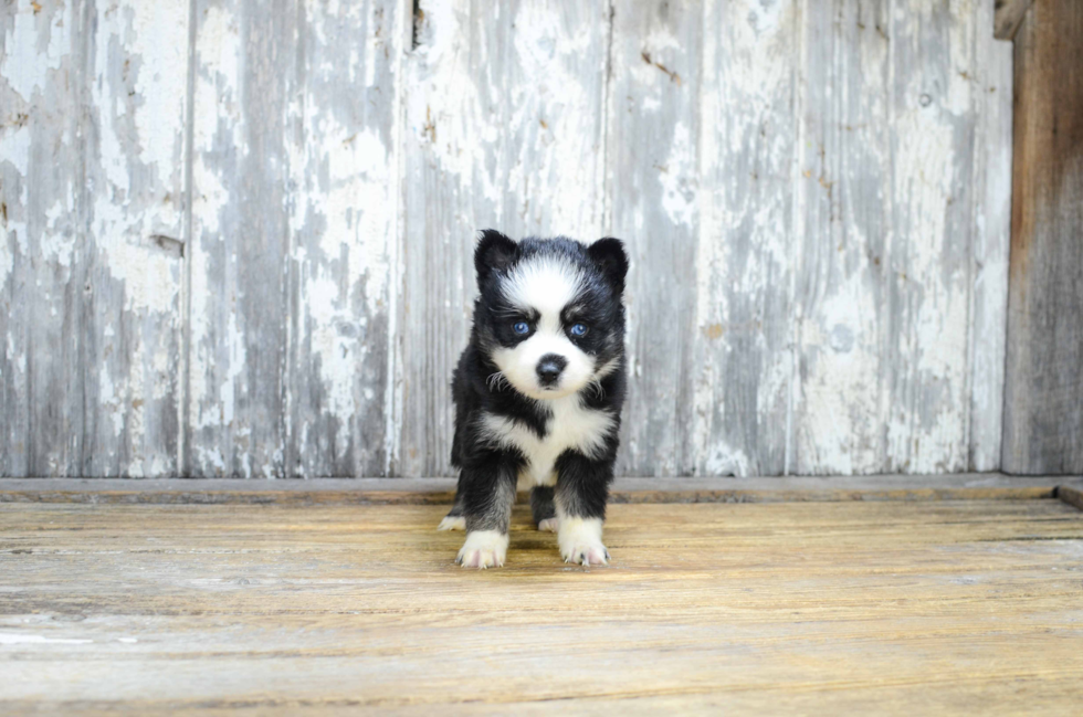 Playful Mini Husky Designer Puppy