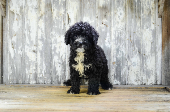 Mini Bernedoodle Puppy for Adoption