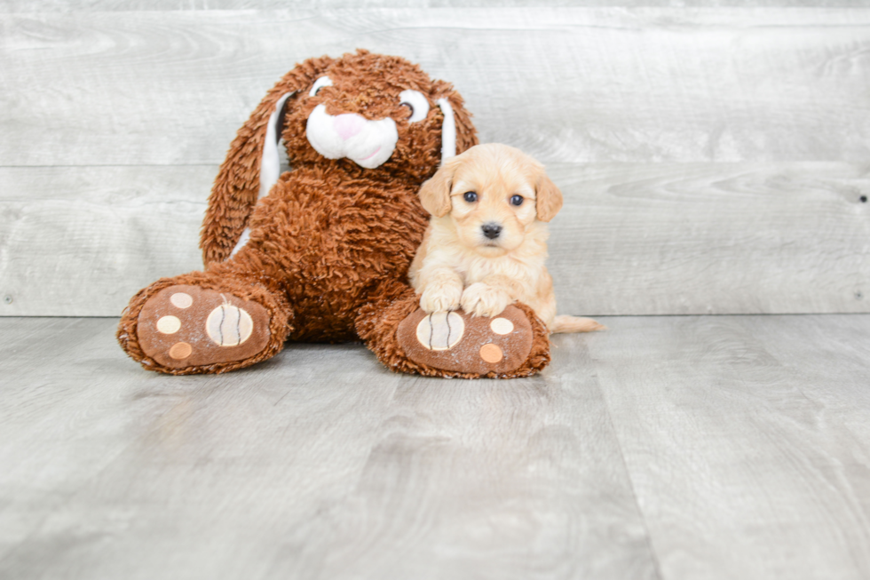 Petite Cavachon Designer Pup