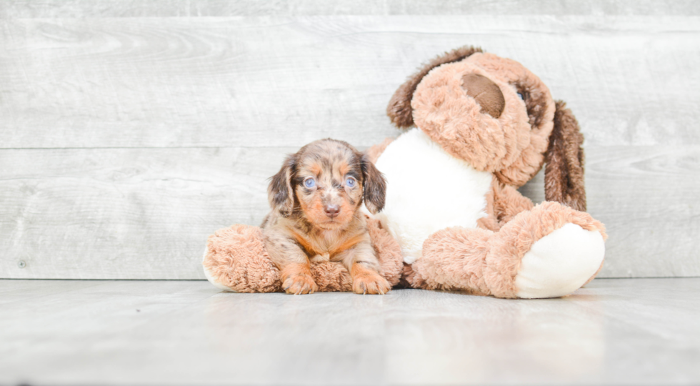 Cute Dachshund Baby