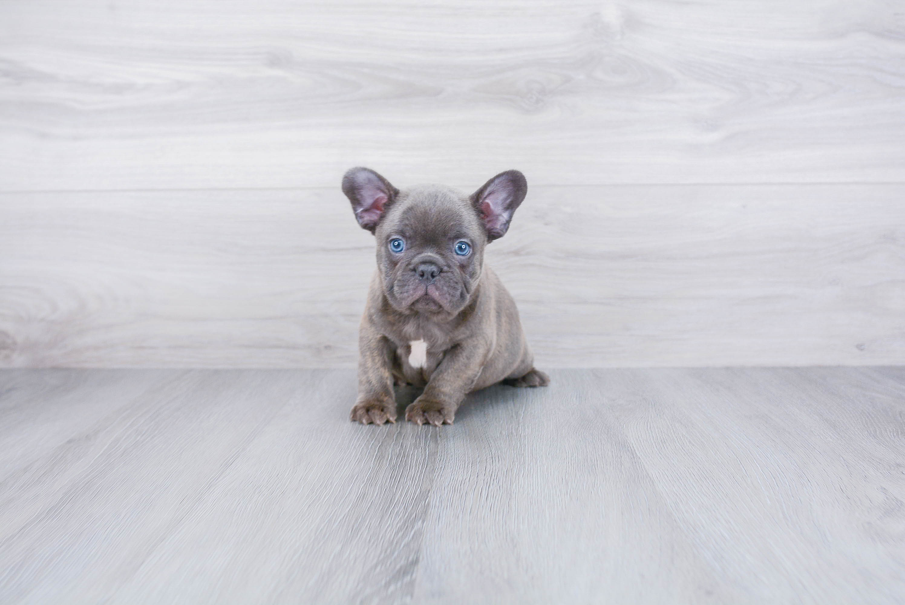 French Bulldog Puppy for Adoption