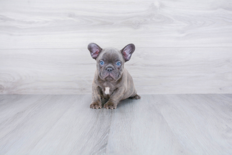 French Bulldog Puppy for Adoption