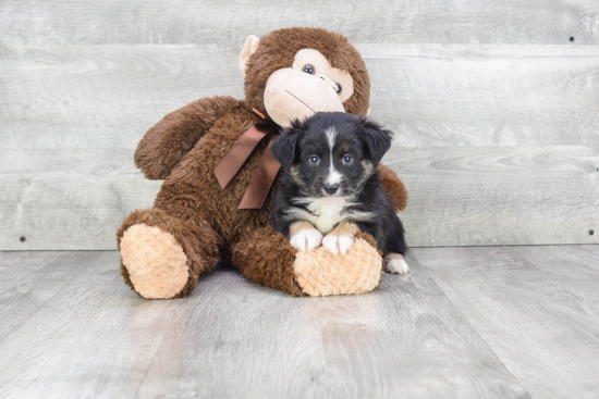 Energetic Aussiepoo Poodle Mix Puppy