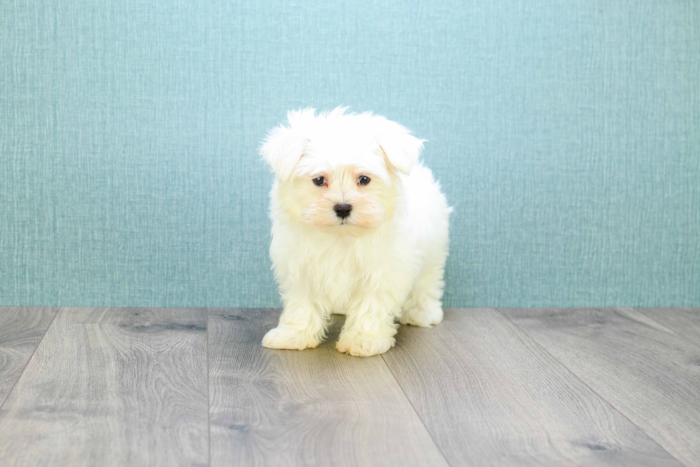 Maltese Pup Being Cute