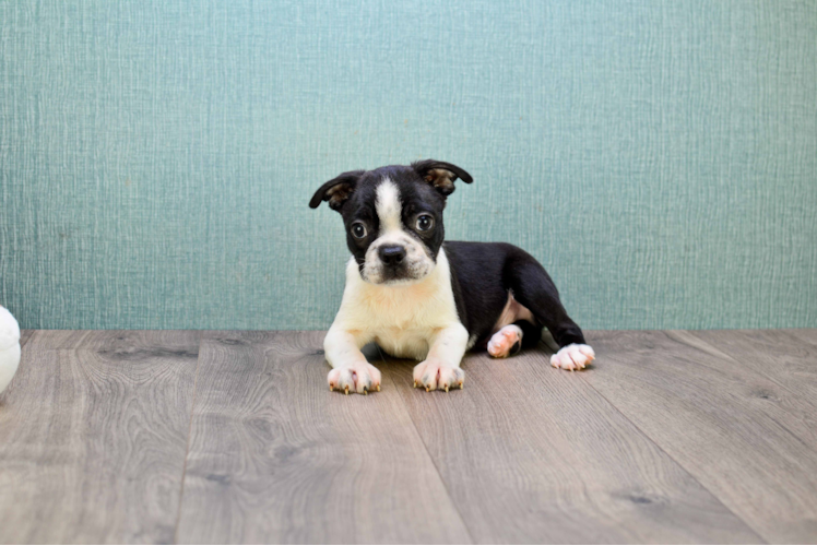 Boston Terrier Puppy for Adoption