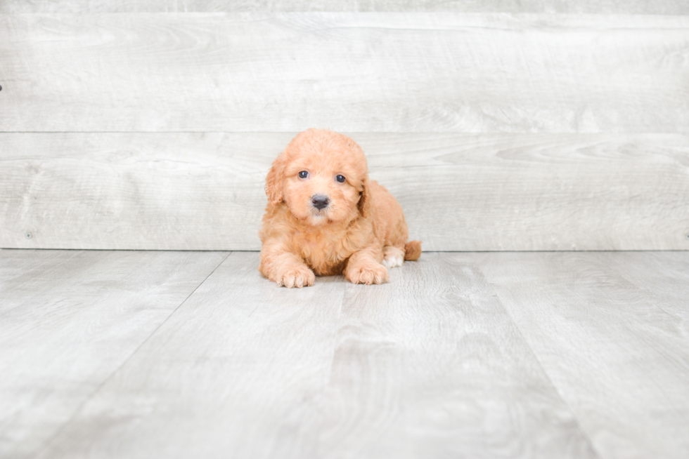 Cute Mini Goldendoodle Baby