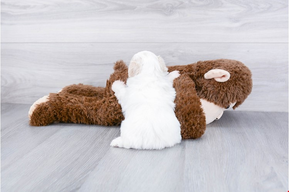 Little Shitzu Designer Puppy