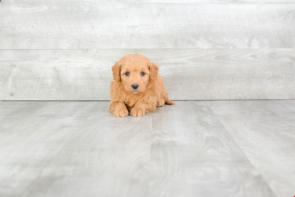 Adorable Golden Retriever Poodle Mix Puppy