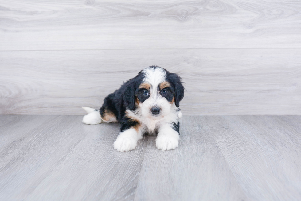 Adorable Bernadoodle Poodle Mix Puppy