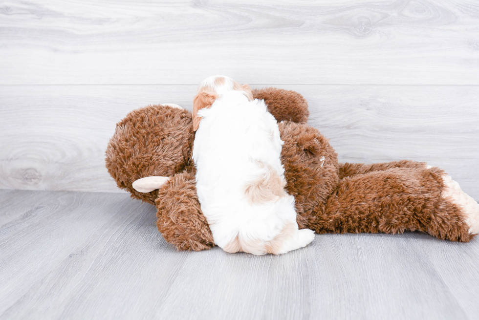 Fluffy Cavachon Designer Pup