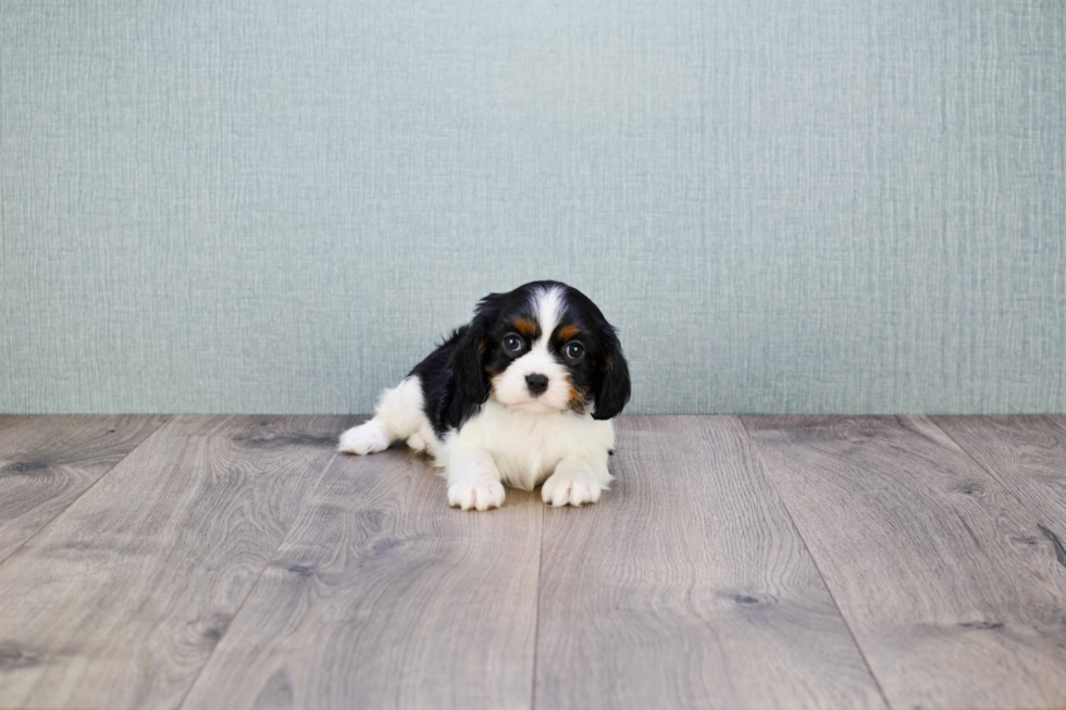 Cavalier King Charles Spaniel Puppy for Adoption