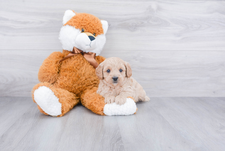 Best Cavapoo Baby