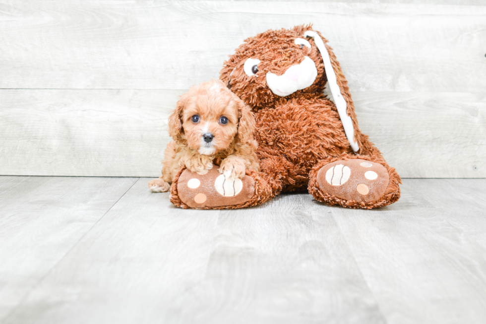 Cavapoo Pup Being Cute