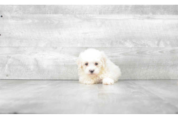 Sweet Maltipoo Baby