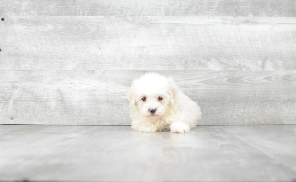 Sweet Maltipoo Baby