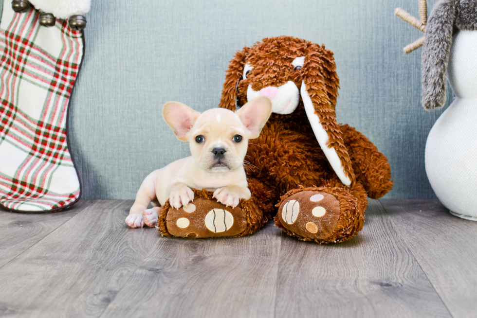 French Bulldog Puppy for Adoption