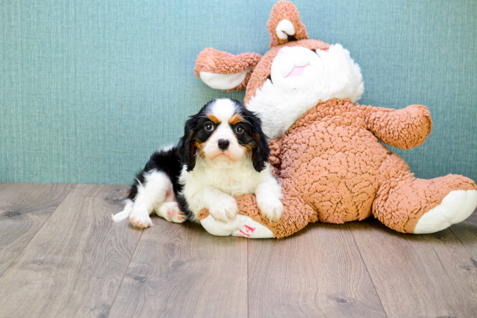 Hypoallergenic Cavalier King Charles Spaniel Baby