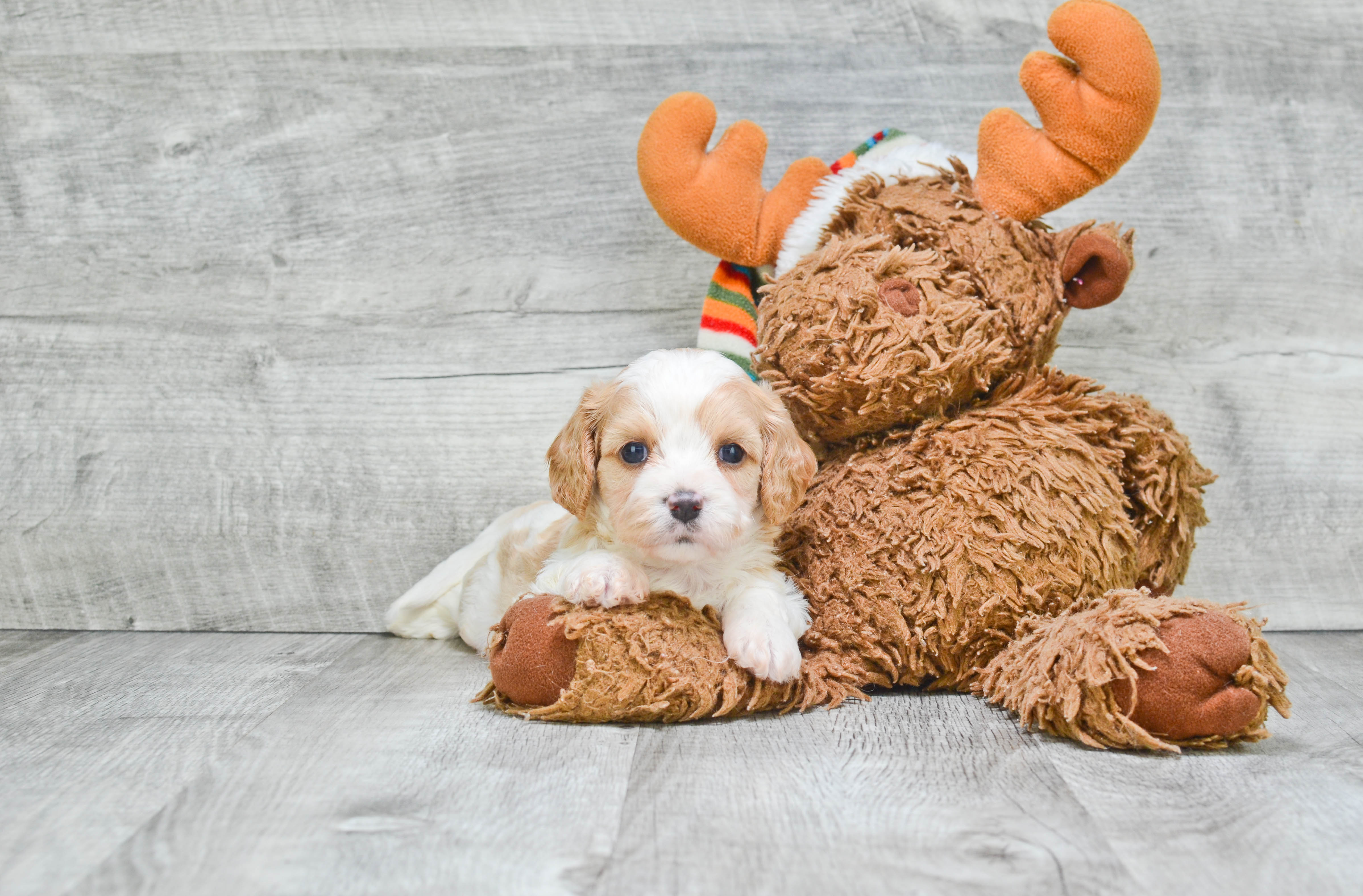 Cavachon Puppy for Adoption