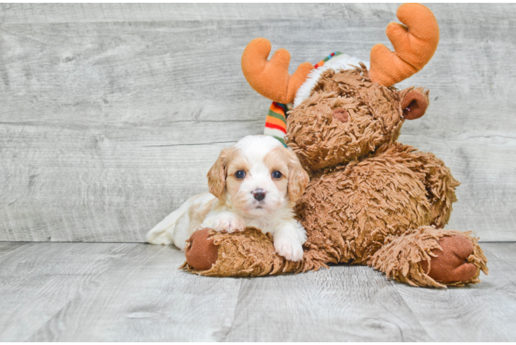 Cavachon Puppy for Adoption