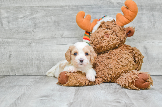 Cavachon Puppy for Adoption