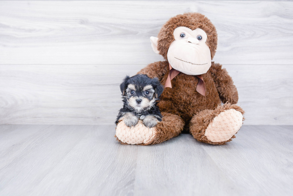 Morkie Pup Being Cute