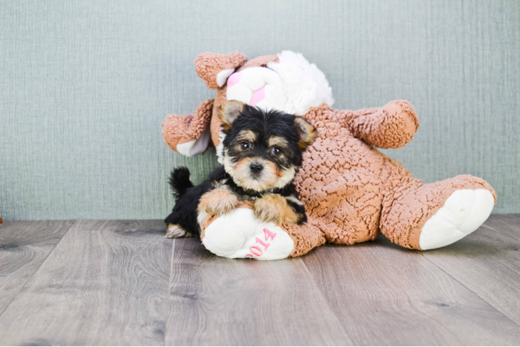 Fluffy Morkie Designer Pup