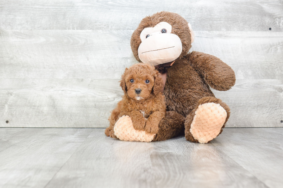 Cavapoo Pup Being Cute