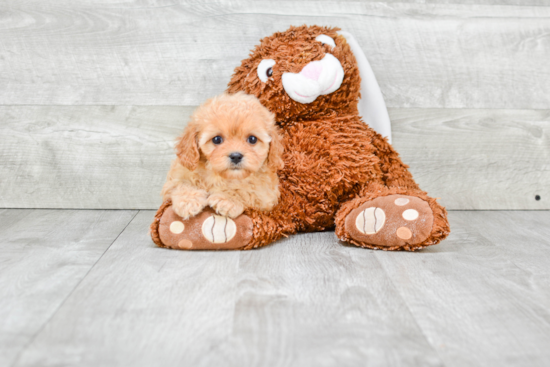 Cavapoo Pup Being Cute