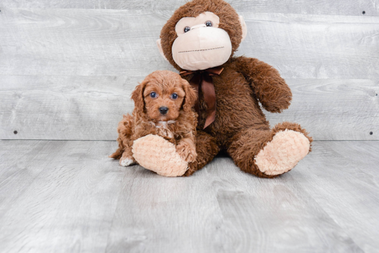 Sweet Cavapoo Baby