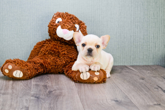 French Bulldog Pup Being Cute