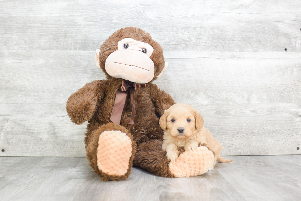 Cute Cavapoo Baby