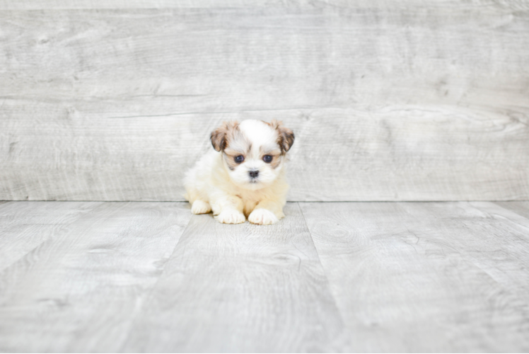 Fluffy Teddy Bear Designer Pup