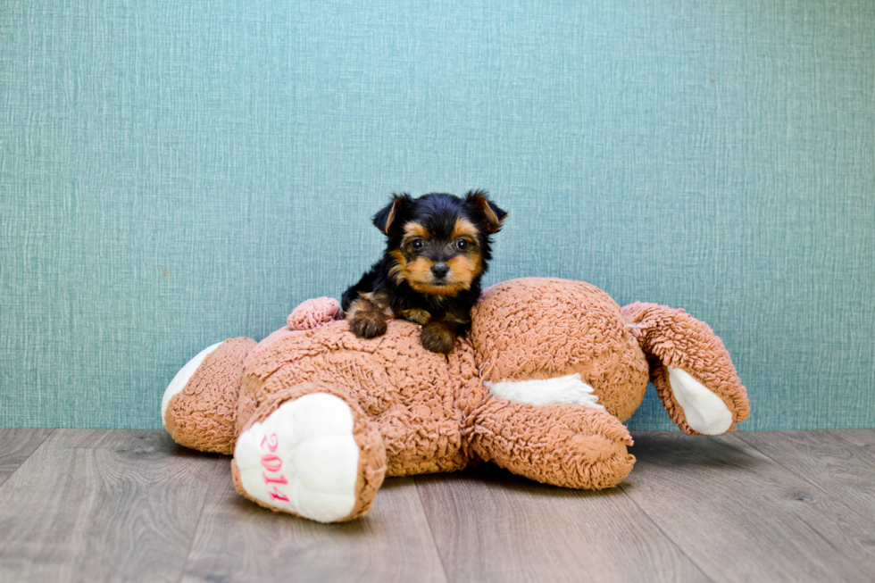 Meet Rascal - our Yorkshire Terrier Puppy Photo 