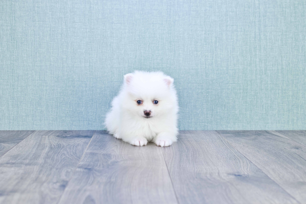 Pomeranian Puppy for Adoption