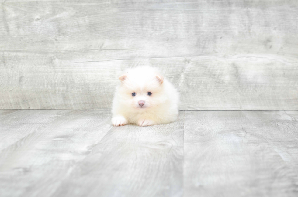 Pomeranian Puppy for Adoption