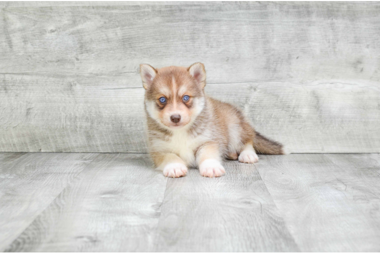 Playful Mini Husky Designer Puppy