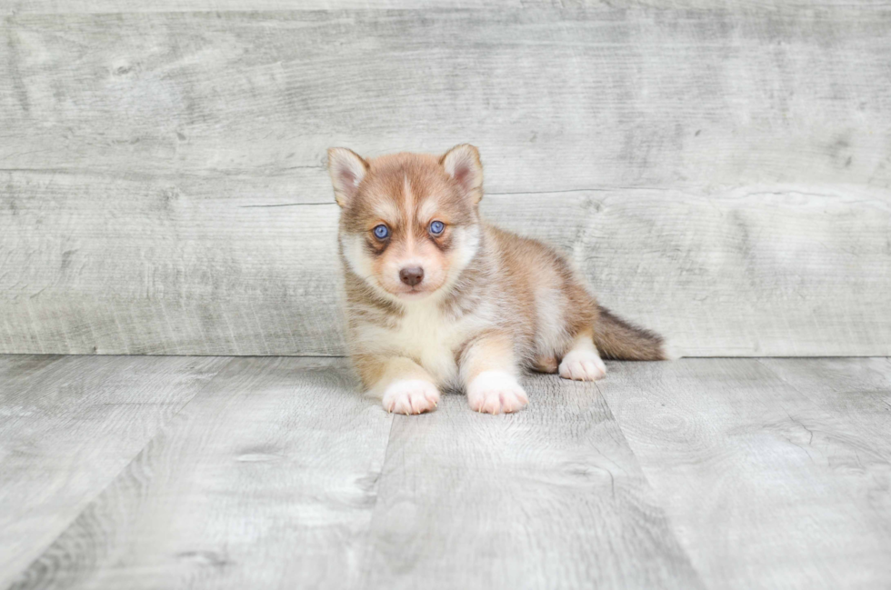 Playful Mini Husky Designer Puppy