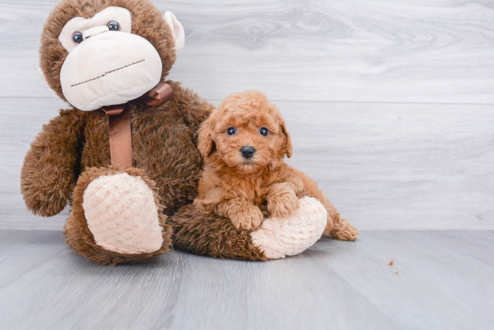 Mini Goldendoodle Puppy for Adoption