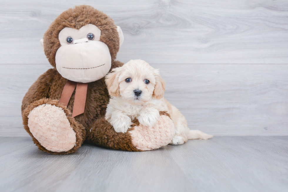 Cute Maltipoo Baby