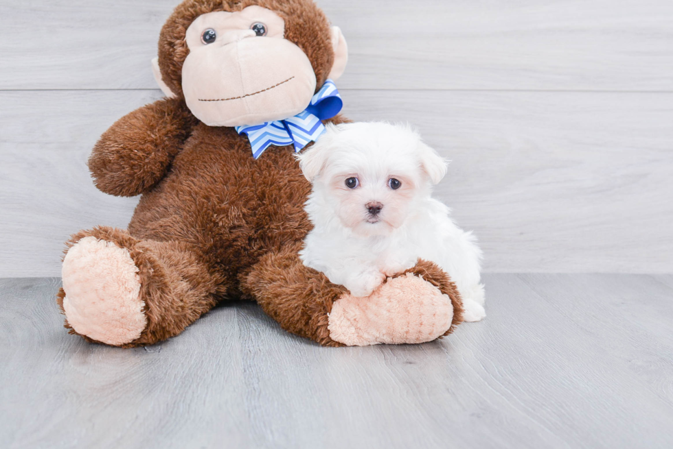 Maltese Puppy for Adoption