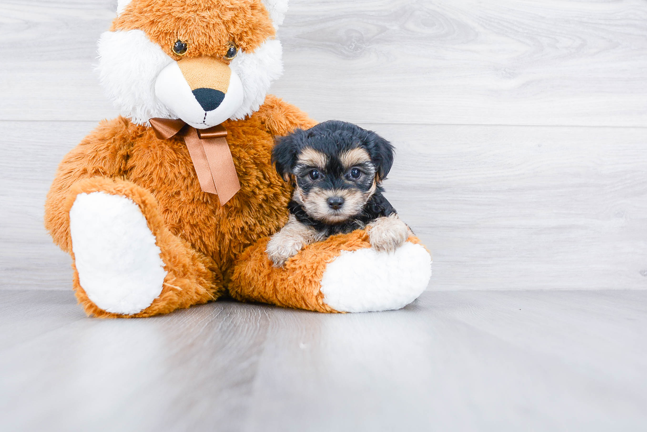 Best Morkie Baby