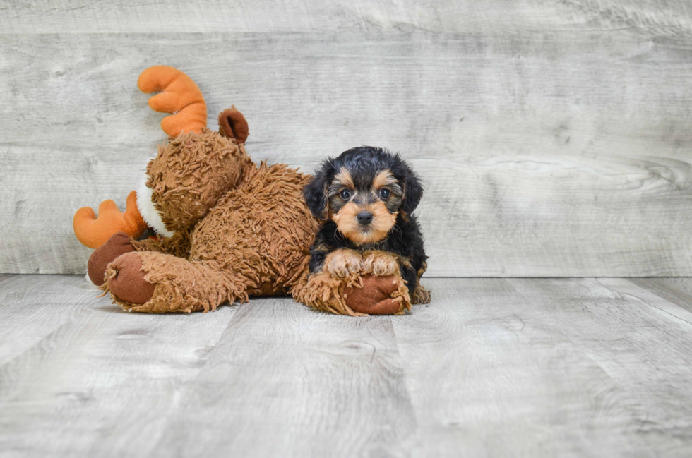 Friendly Morkie Baby