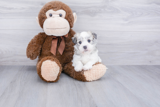 Best Havanese Baby