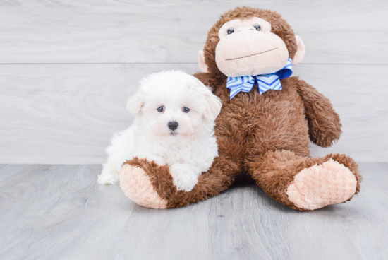 Maltese Pup Being Cute