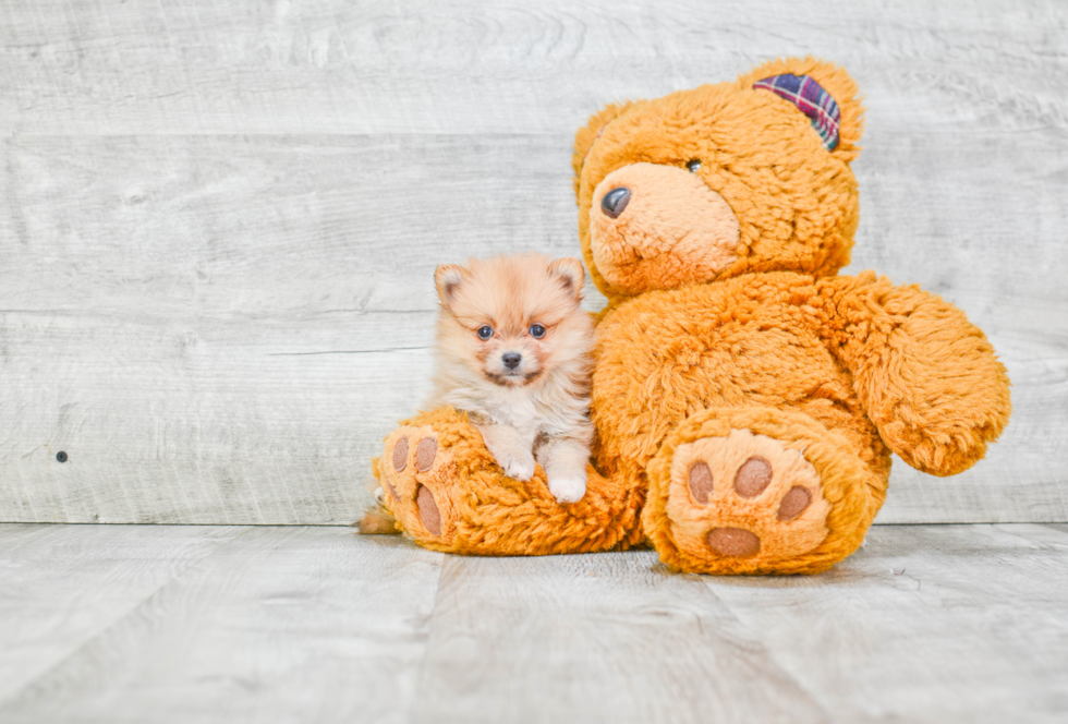 Happy Pomeranian Purebred Puppy