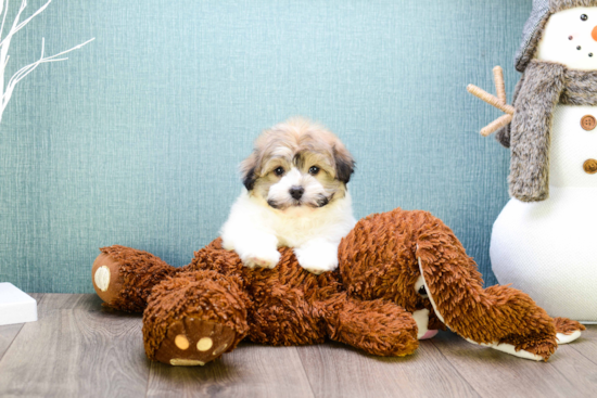 Small Havanese Baby