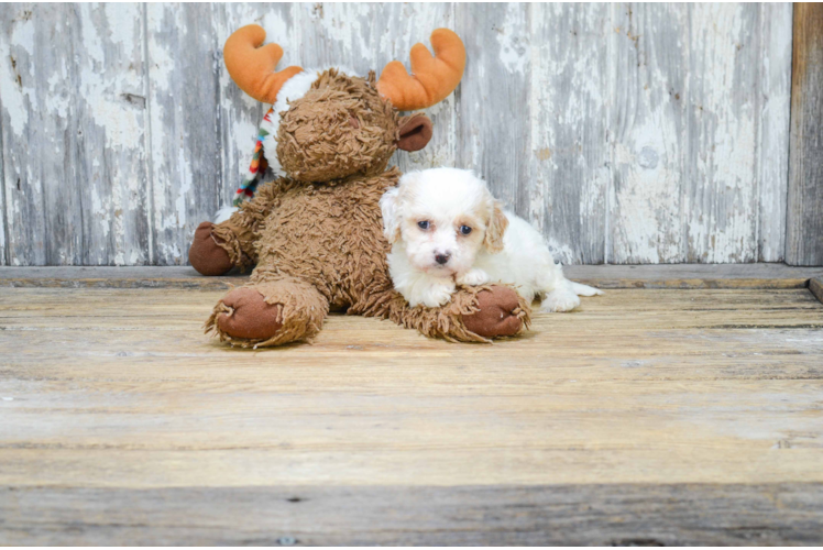 Cavachon Pup Being Cute