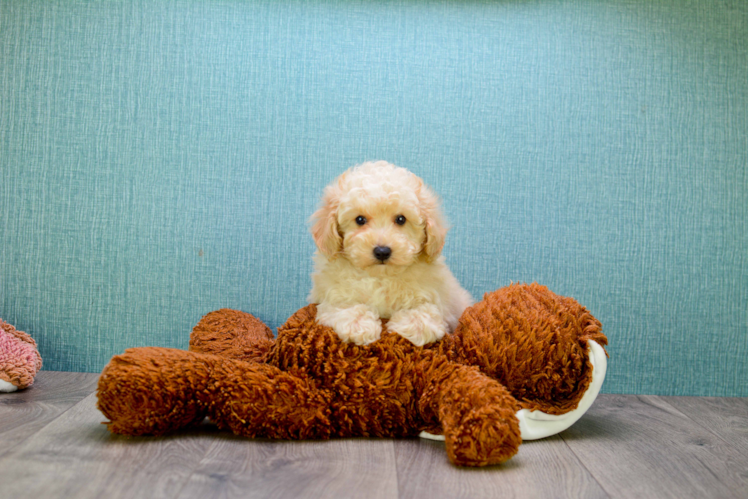 Friendly Cavapoo Baby