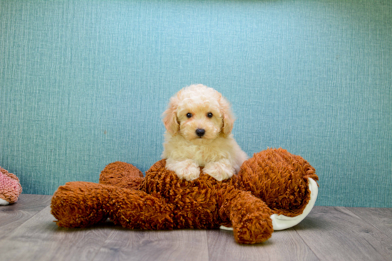 Friendly Cavapoo Baby